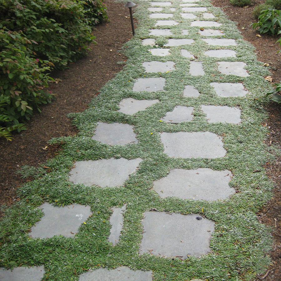 Beautiful Tumbled Bluestone is perfect for that magical walkway surrounded by groundcover.