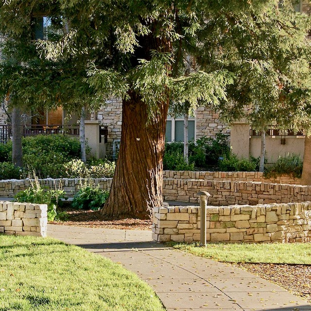 Stanford-Blend-Circular-Wall surrounding a large tree.