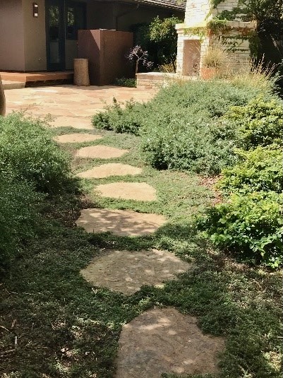 Flagstone steps leading to the backdoor of a house, bordered by lush, stepable plants nestled between each stone for a natural, inviting look.