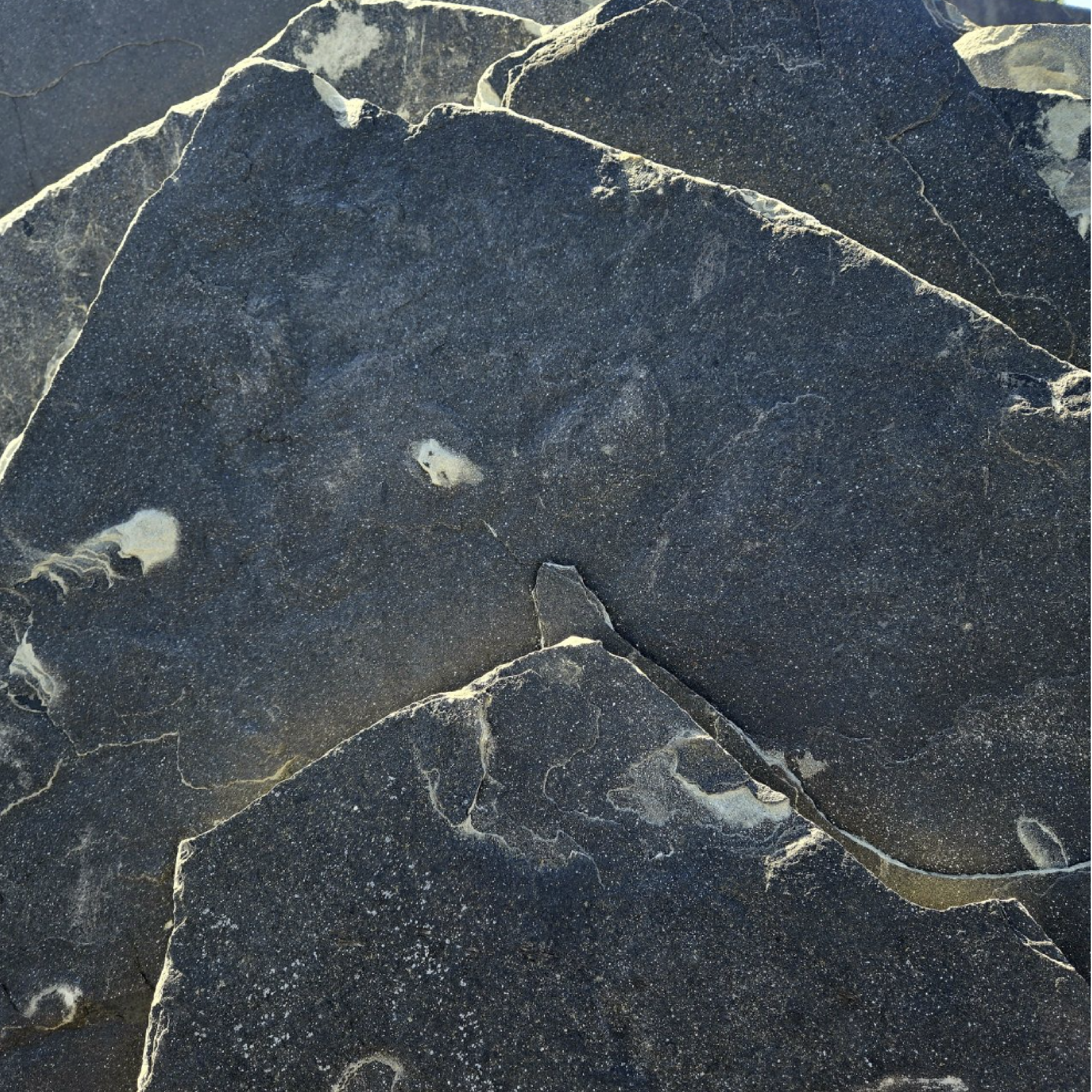 Close-up of Cameron Charcoal Sandstone Flagstone with dark gray tones, subtle veining, and organic speckling in irregular shapes