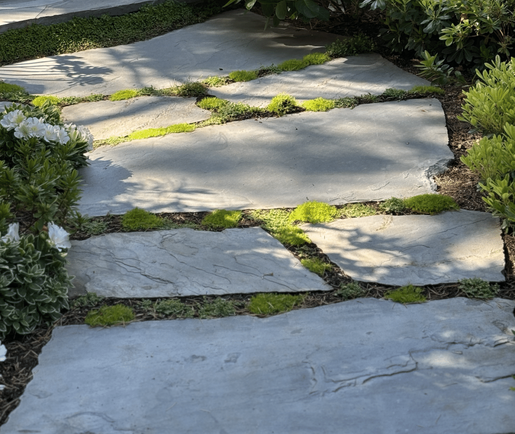 Natural stone flagstone garden path with wide joints filled with low green ground cover and lush planting on both sides.